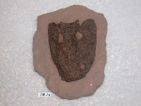 藏品(兩棲類化石)的圖片